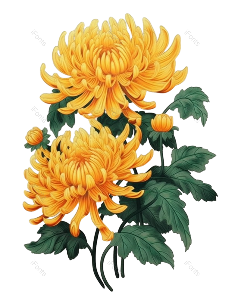 黄色的花图片,白色背景元素,PNG,免抠素材
